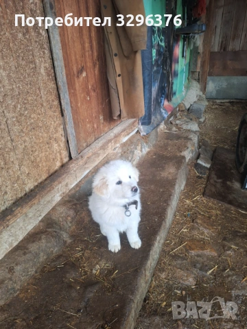 Каракачанско кученце, снимка 9 - Каракачанска овчарка - 54147013