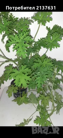 АРОМАТНО ИНДРИШЕ  - голямо растение , снимка 1
