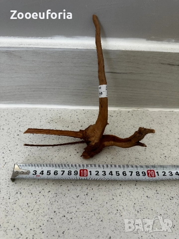 Корен Азалия 1, снимка 1