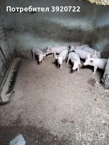 продава малки прасета, снимка 2 - Прасета - 56459148