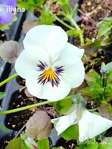 Продавам теменужки 