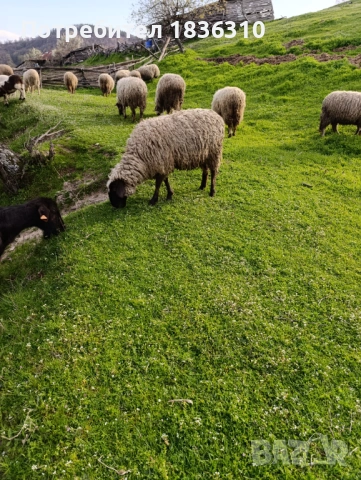 Шиле балканско, снимка 4 - Овце - 54174079