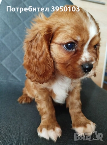 Кавалер Кинг Чарлз шпаньол