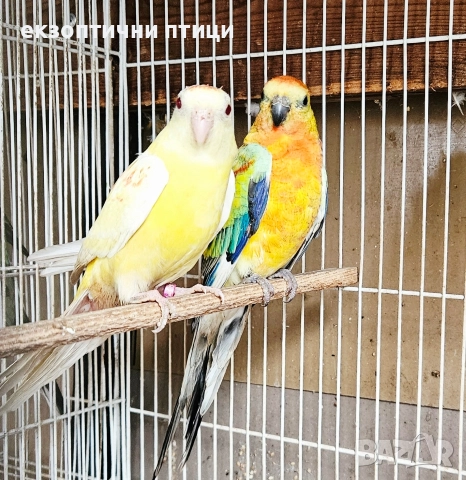 Продавам Пойни Папагали , снимка 4 - Папагали - 52732628