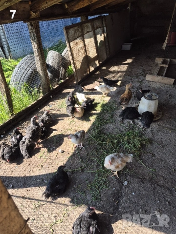 Продавам селски пилета , снимка 2 - Кокошки и пуйки - 54163644