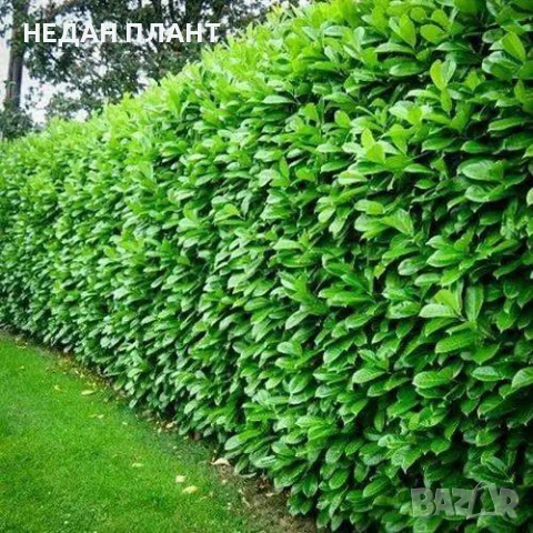 Лавровишна "Новита"