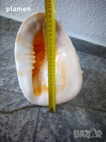 Нощна лампа от голяма раковина, снимка 6 - Антикварни и старинни предмети - 29492075