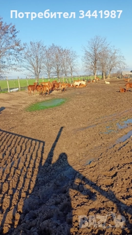 Стадо с женски ,мъжки кози и ярета , снимка 9 - Кози - 52749671