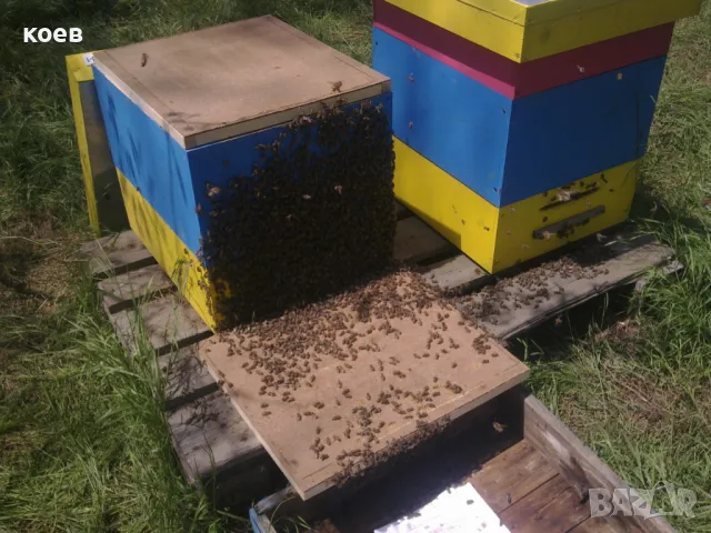 Пчелни майки, отводки и кошери по програмите 2026, снимка 3 - Други - 48152487