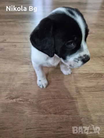 продаваме лабрадор , снимка 15 - Лабрадор ретривър - 53063685