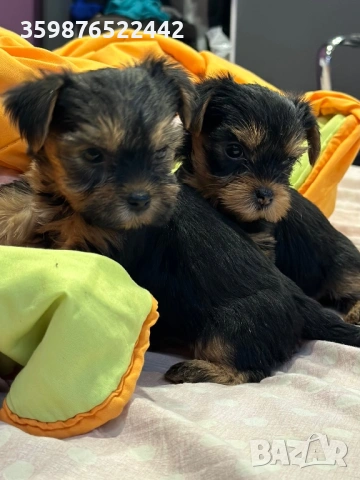 Йоркширски териерчета , снимка 4 - Йоркширски териер - 53932160