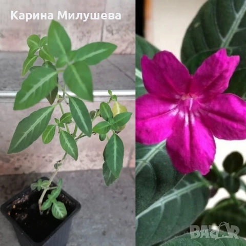 Продавам различни цветя, снимка 2 - Стайни растения - 19367768