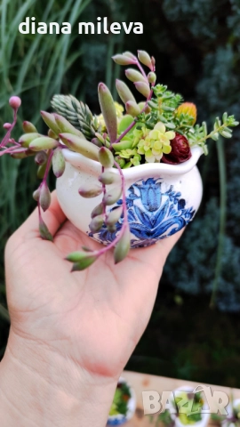Гърнета аранжирани със сукуленти!, снимка 9 - Декорация за дома - 52496408