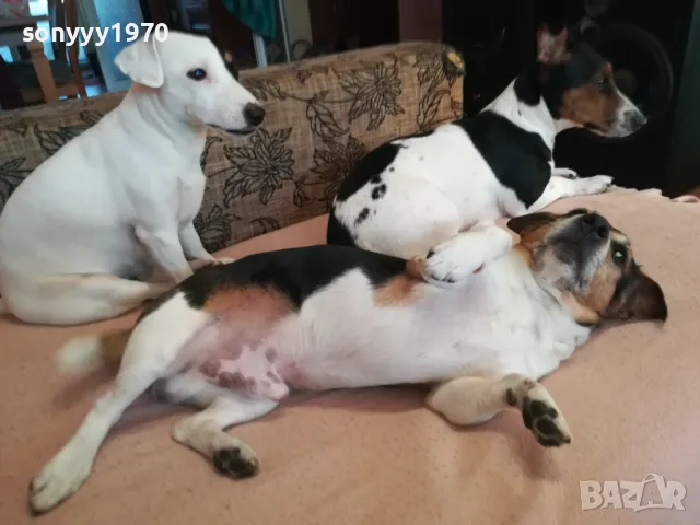 ДЖАК СИ ТЪРСИ ЖЕНСКА ЗА РАЗПЛОД 0903251747