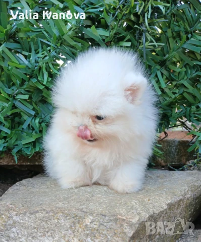 Померан , снимка 1