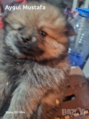 Мини шпиц померан, снимка 7 - Померан - 52773302