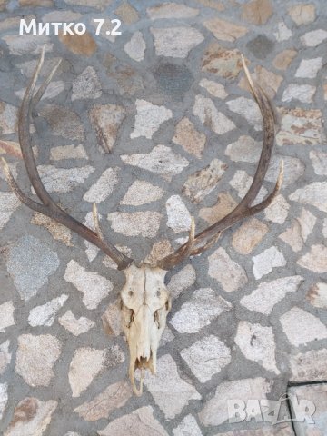 Трофей от голям благороден елен