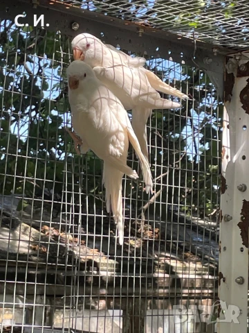 Чифт монаси албино, снимка 1