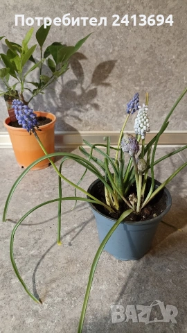 каламондин + мускари