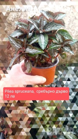7 растения за продажба за отглеждане в саксия , снимка 5 - Стайни растения - 42902001