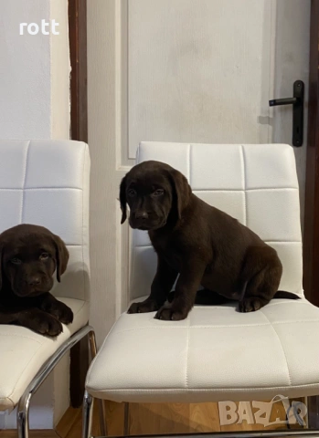 Шоколадови лабрадори, снимка 6 - Лабрадор ретривър - 54028240
