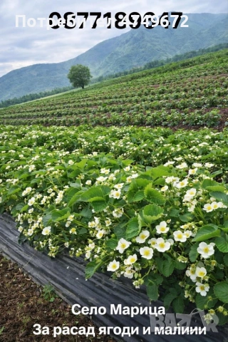 Расад Ягоди и Малини 