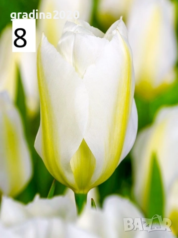 Луковици на лалета, снимка 13 - Разсади - 51436404