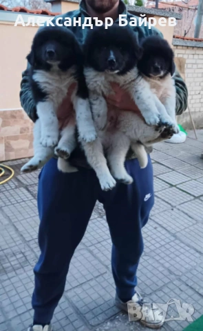 Българско овчарско куче , снимка 3 - Каракачанска овчарка - 53087119