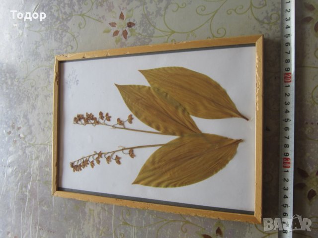 Стара картина Хербарий, снимка 2 - Други - 30197313