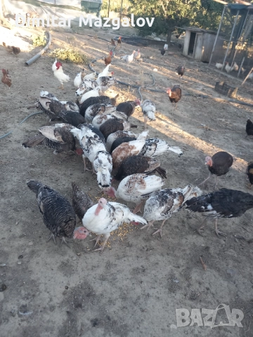 Пуйки 60 лв., снимка 4 - други­ - 52792999