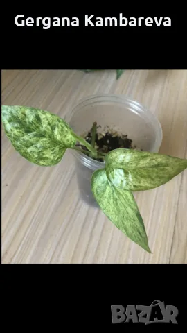 Epipremnum pinnatum Mint variegated , снимка 2 - Стайни растения - 55876983