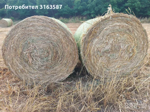 Бали овес със зърното, снимка 5 - За селскостопански - 56303252