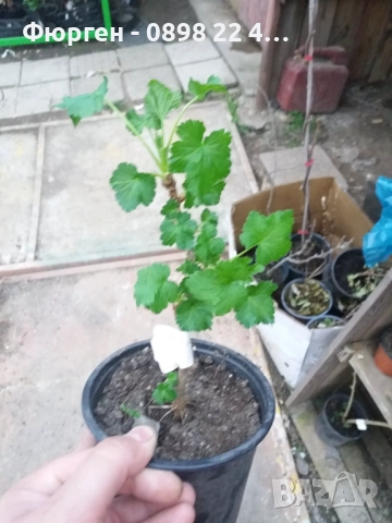 Цариградско грозде- Бяло и червено, снимка 4 - Разсади - 42940754