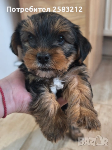 Йоркширски териер