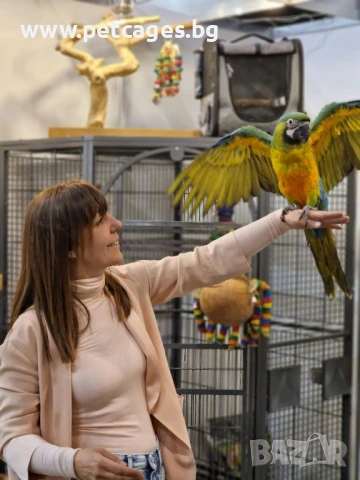 Ара Милиголд - Бебета, снимка 2 - Папагали - 51165199