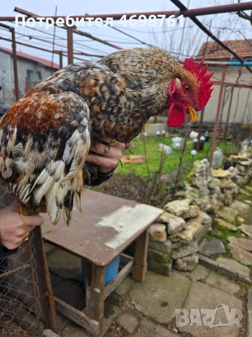 продавам петли и кокошки