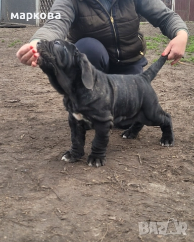 неаполитаански мастиф, снимка 3 - Мастиф - 52875975