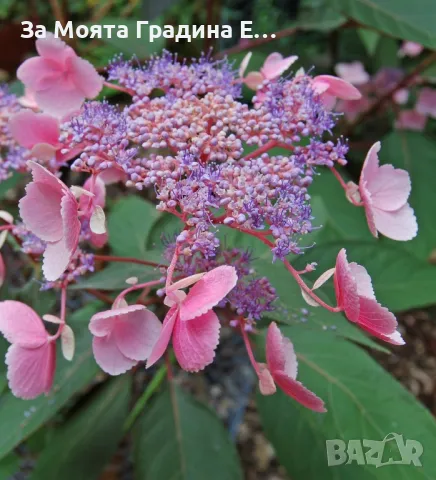 Горещ шоколад - Хортензия