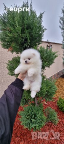 Померан, снимка 9 - Померан - 34914787