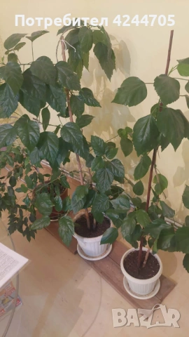 Китайска роза и Драцена, снимка 3 - Стайни растения - 53905413