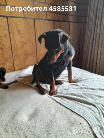 Сърнисти пинери, снимка 16 - Пинчер - 52995417