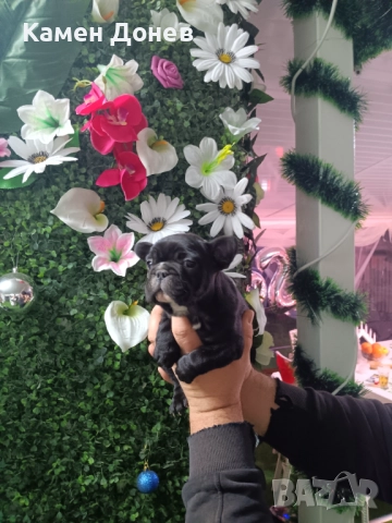 Френски булдог , снимка 7 - Френски булдог - 52906488