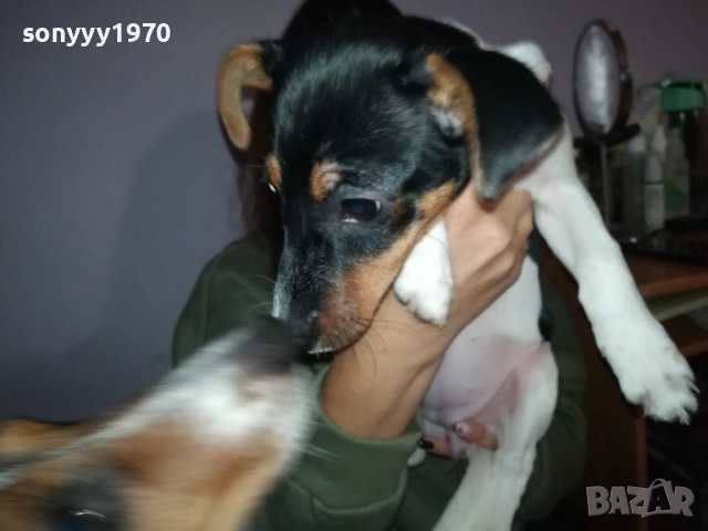 бебе джак ръсел 0112251754, снимка 9 - Джак ръсел териер - 52616116