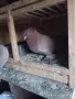 Продавам Гълъби Демкежи, снимка 5