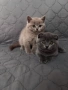 Британски късокосмести котета , снимка 2
