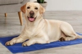 Охлаждаща подложка за домашни любимци, снимка 3