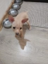 Продавам мини пинчер , снимка 2