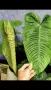 Philodendron Tenue , снимка 5
