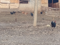 Домашни кокошки, снимка 2