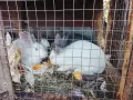 Свободни  зайци , снимка 1